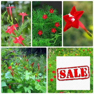 Hạt giống hoa tóc tiên leo 30 hạt SALE