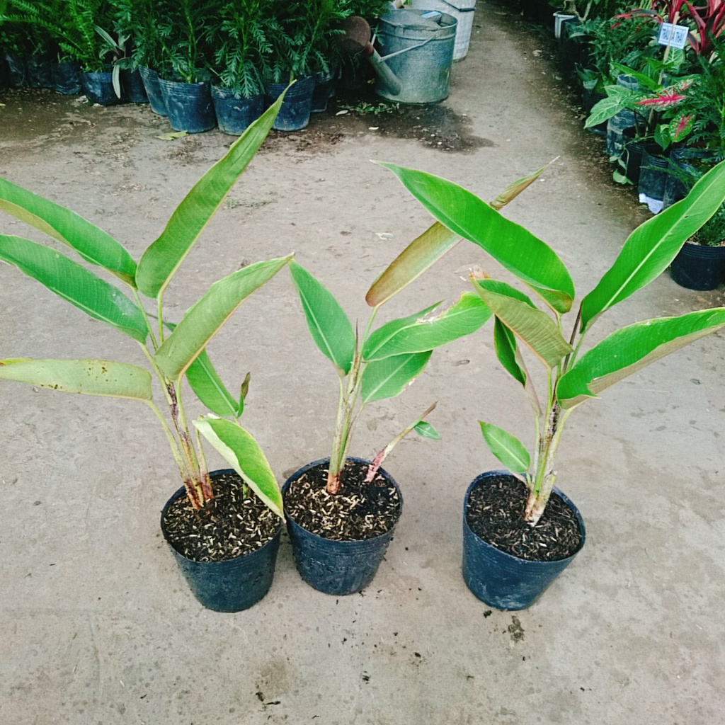 Cây Chuối Mỏ Phượng - cây cảnh trong nhà - caykiengsadec