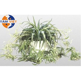 Cây phong thủy Cây Ngãi cầu tài Thích hợp để bàn trưng bày phòng khách, bàn làm việc, trang trí sân vườn.