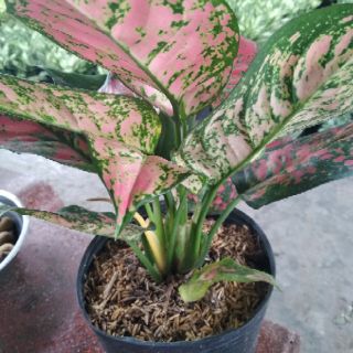 Cây Vạn lôc