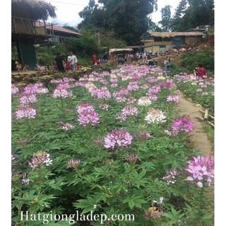 Hạt Giống Hoa Hồng Ri ( Túy Điệp )