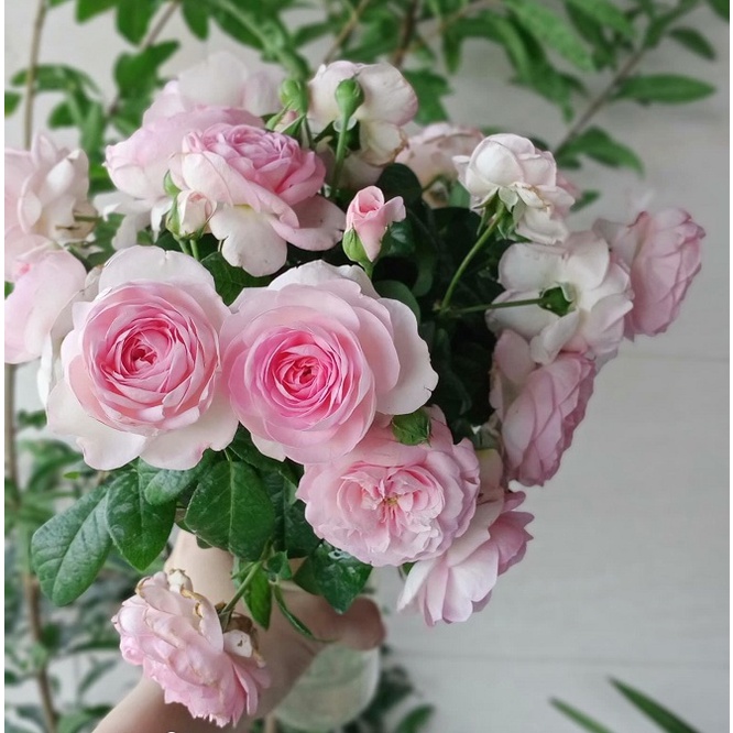 Hoa hồng leo Mon coeur + tặng phân bón cho cây khỏe mạnh