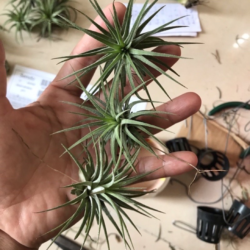 Cây không khí kim yến(cây lẻ)Tillandsia ionnantha