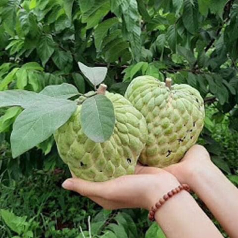 Hạt Giống Na Dai Thái Lan chuẩn F1/