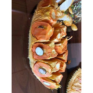 Mít ruột đỏ Indo