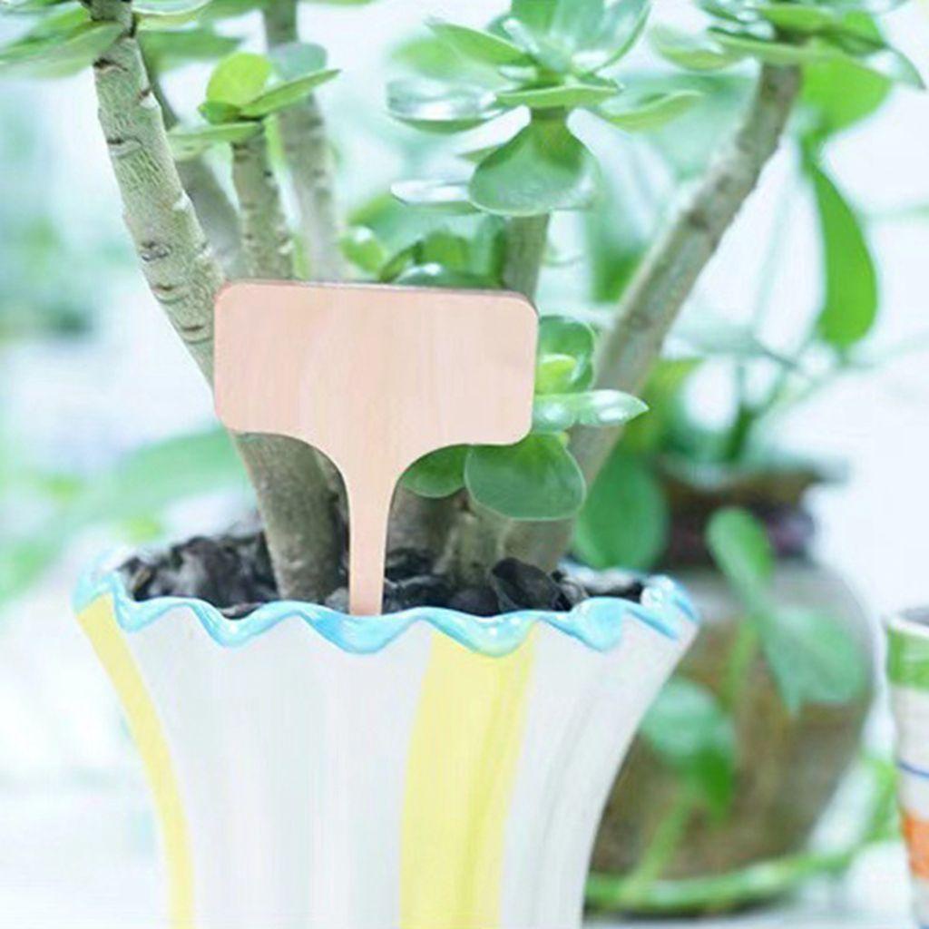Thẻ Gỗ Đánh Dấu Cây Mọng Nước Hình Chữ T Thân Thiện Với Môi Trường DIY