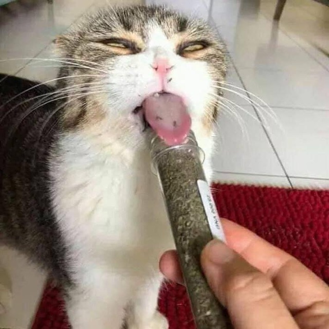 CATNIP BẠC HÀ CHO MÈO.