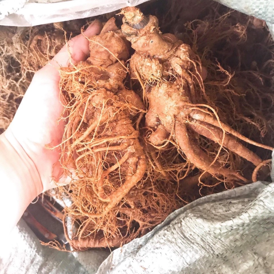 Tam thất bắc Hà Giang, Củ tam thất khô loại 50 60 70 củ/Kg
