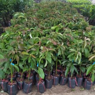 Cây giống bơ 034