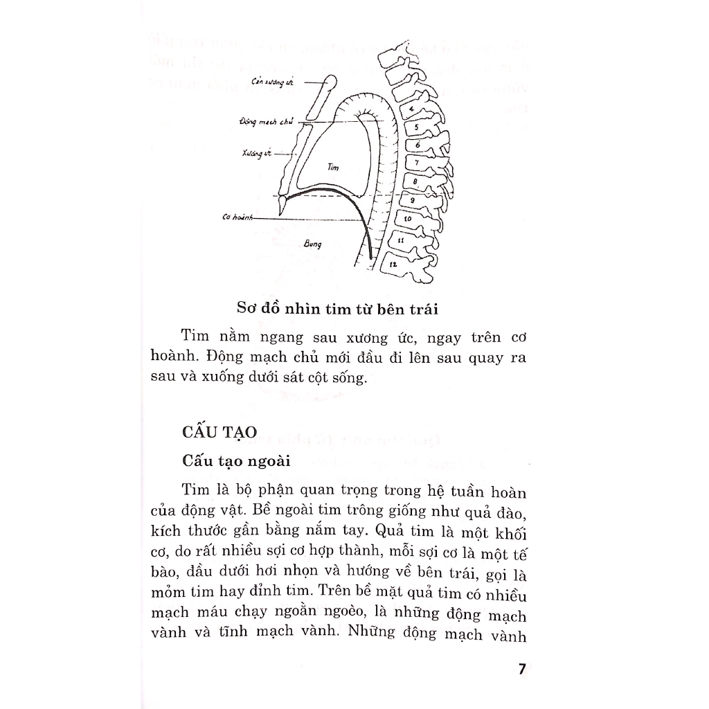 Sách - Bệnh Tim - Chế Độ Dinh Dưỡng Và Tập Luyện