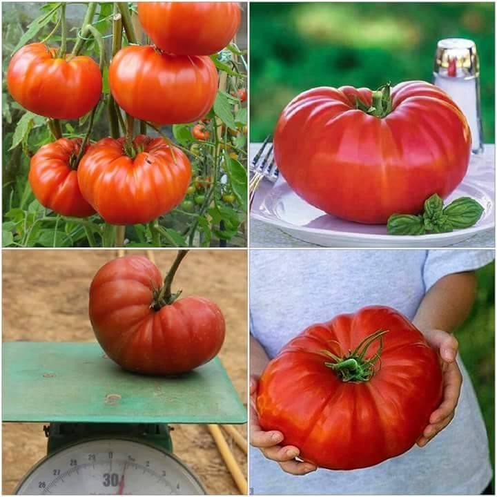 Hạt giống cà chua quả to 20 hạt/ gói