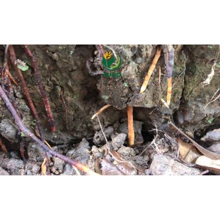 Phân bón vi lượng ROOT SEAWEED can 5 lít