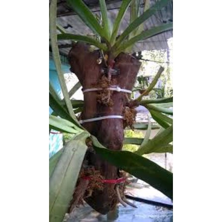 5 Khúc gỗ vú sữa ghép lan đường kính 6cm-8cm dài 20cm