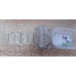 Bộ Kit Trồng Cỏ Mèo Hạt Lúa Mạch