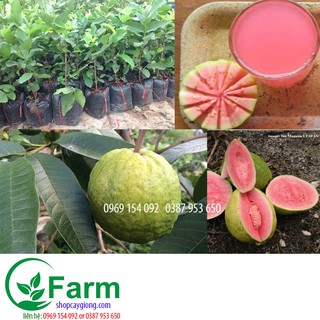 combo 2 cây nho thân gỗ, 1 cây thiên lý, 1 cây ổi ruby