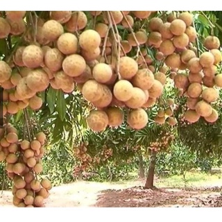COMBO 5 CÂY NHÃN GIỐNG KHÔNG HẠT(CÂY CẤY MÔ)