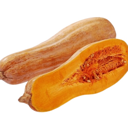 Hạt_Giống_Bí_Đỏ_Dài ( tặng kèm kích mầm và phân bón)