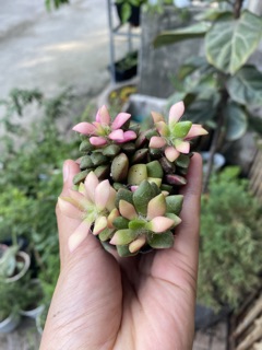 [HOT] SEN ĐÁ HỒNG SAO BỤI 6CM