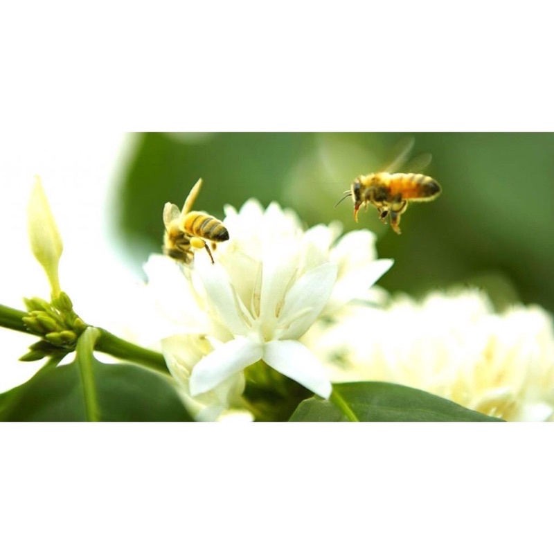 Mật ong nguyên chất hoa cà phê 50g
