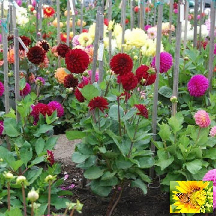 GÓI 20 HẠT GIỐNG HOA THƯỢC DƯỢC MIX