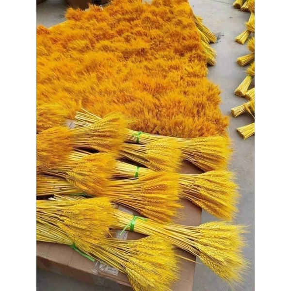 [hàng loại 1]BÓ 100 BÔNG LÚA VÀNG CHƯNG NGÀN NĂM