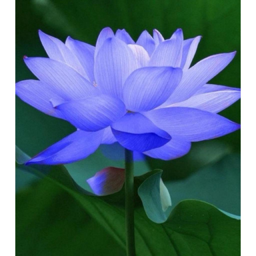 Hạt giống hoa sen Nhật