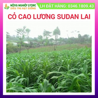 Hạt cỏ Sudan Lai giống cỏ chăn nuôi gia súc, gia cầm cho hàm lượng dinh dưỡng cao,không có lông 100g