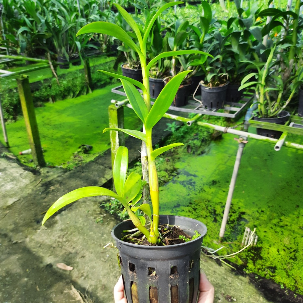 Hoa Lan Dendro Nắng Hoàng Kim