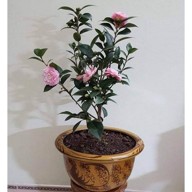 Hạt giống hoa Trà My nhật bản nhiều màu dễ trồng Camellia seeds