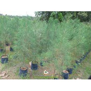 COM BO 2 CÂY GIỐNG PHI LAO