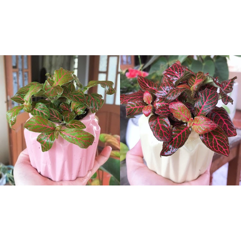 Cây cẩm nhung Fittonia, lá may mắn nhiều màu đẹp