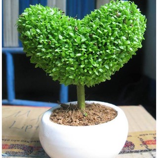 Hạt giống cỏ may mắn