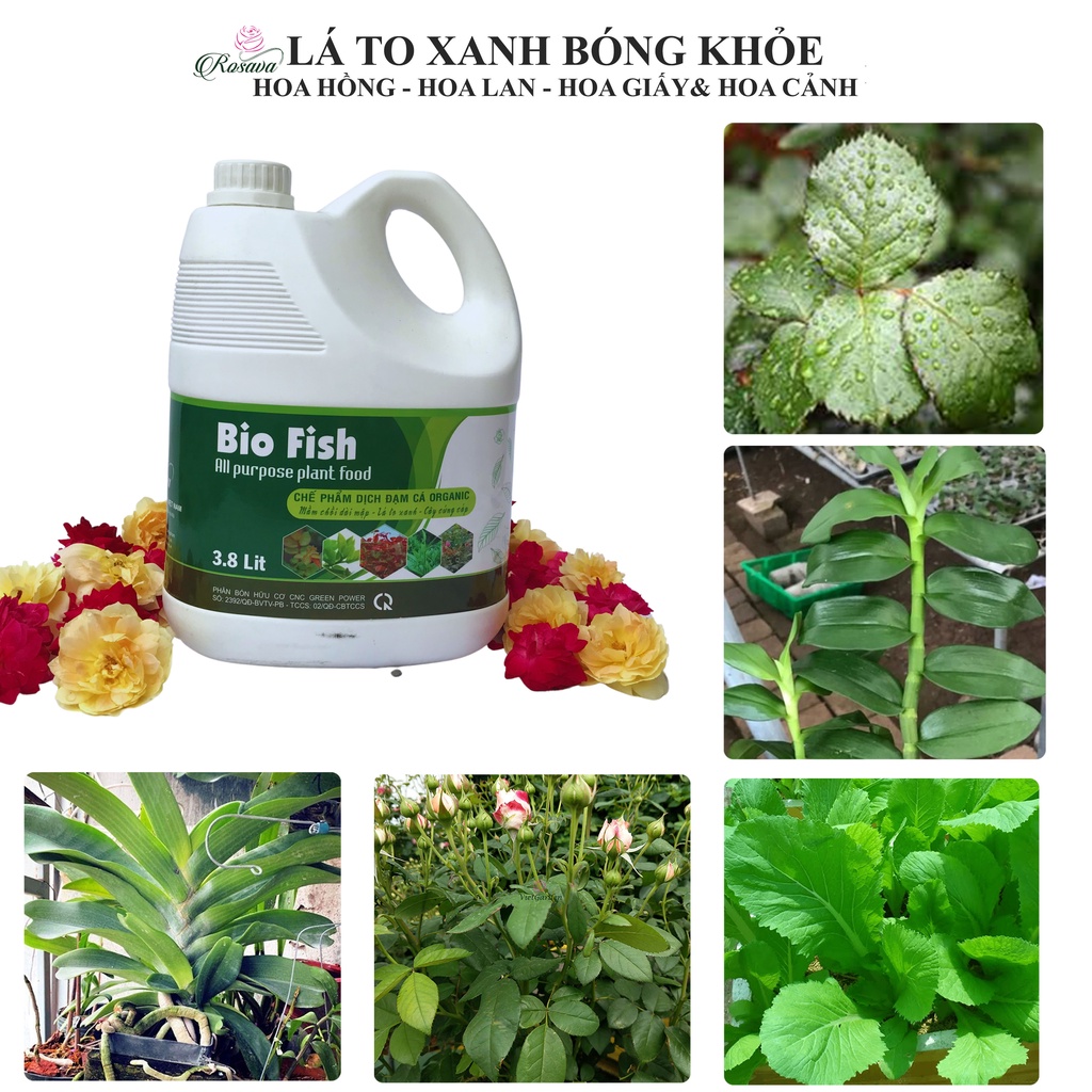 Phân bón lá đạm cá hữu cơ vi sinh Rosava 4lit đậm đặc cho hoa hồng, lan, sen đá, hoa giấy và cây cảnh