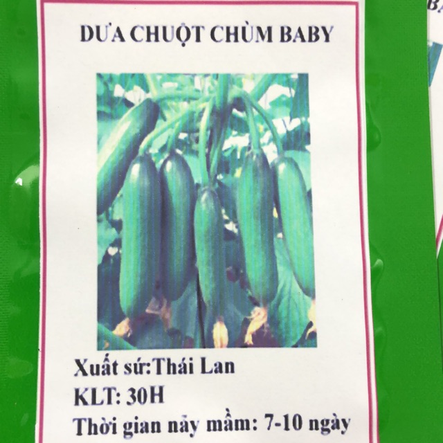 Hạt giống Dưa chuột chùm Baby ☘️