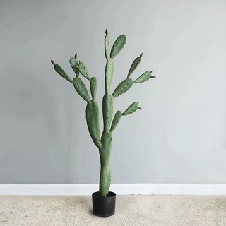 Xương rồng Lê gai loại lớn -Xương rồng tai thỏ Nopal dáng trụ