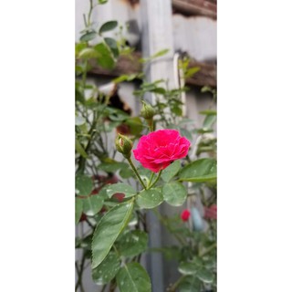 Hồng Chùm Son( Sa Đéc.tặng kèm phân bón)