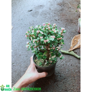 Đô La Thân Cổ Thụ