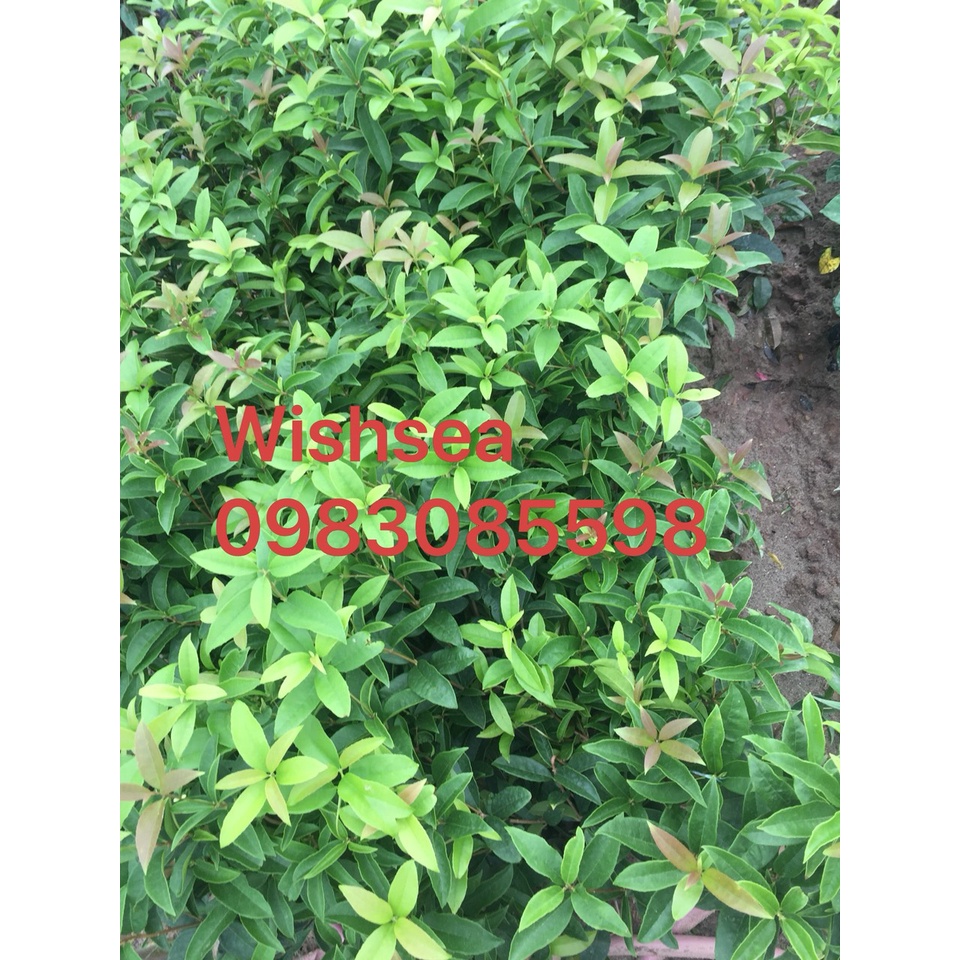 Cây hoa mộc hương ta