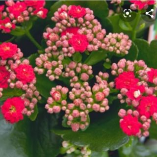 # Hoa sống đời_ cây con giống