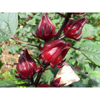 Hạt giống cây bụp giấm(atiso đỏ)