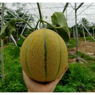 10h hạt giống dưa lưới múi võ vàng ruột cam