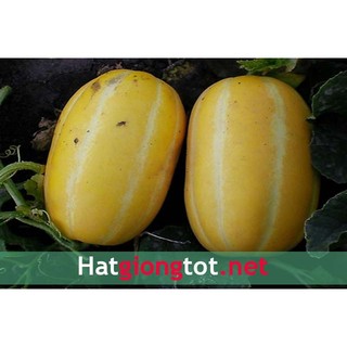 Hạt giống dưa lê Hàn Quốc