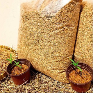 Trấu tươi (gói 2 dm3)-UtNho
