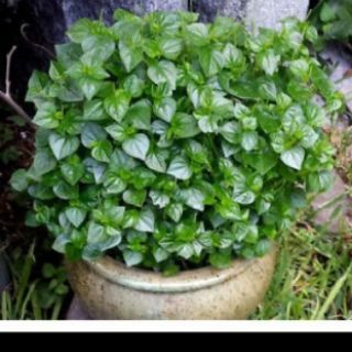 cây giống rau càng cua