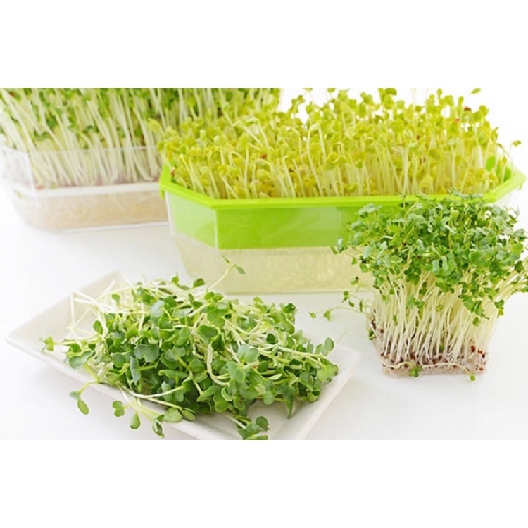 [FreeShip]100gr Hạt Giống Rau Mầm Cải Ngọt