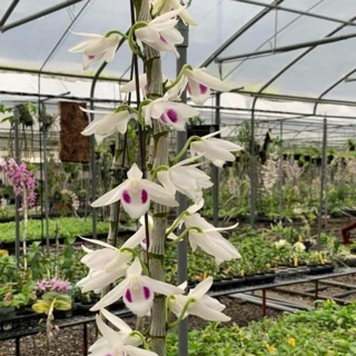 Hoa lan giả hạc, phi điệp 5 cánh trắng phú thọ