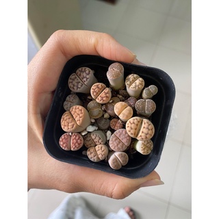 chậu sen mông ,thạch lan , Lithops size to gần 20 cây