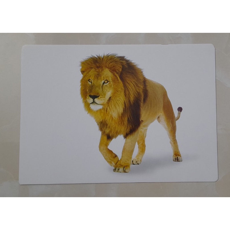 Flashcard Thế Giới Xung Quanh 3 - Động Vật Hoang Dã