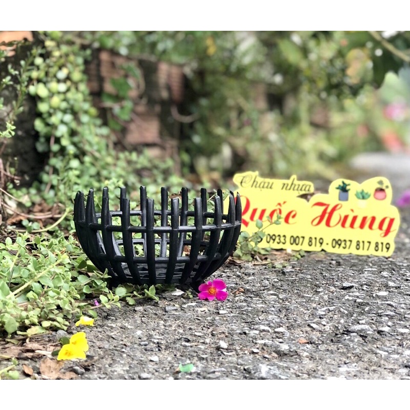 Chậu lan Bí F23 - F30