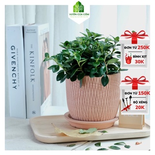 Cây cá vàng kèm chậu gốm + đĩa lót mang tài lộc cũng như làm quà tặng ý nghĩa .